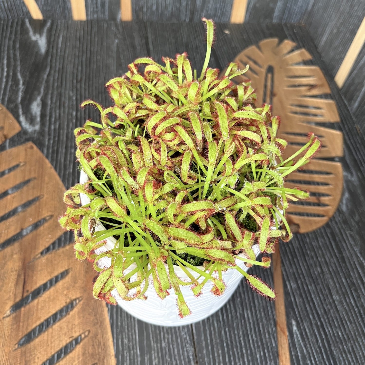 Drosera capensis 'Red’ (wide leaf) – 3pp