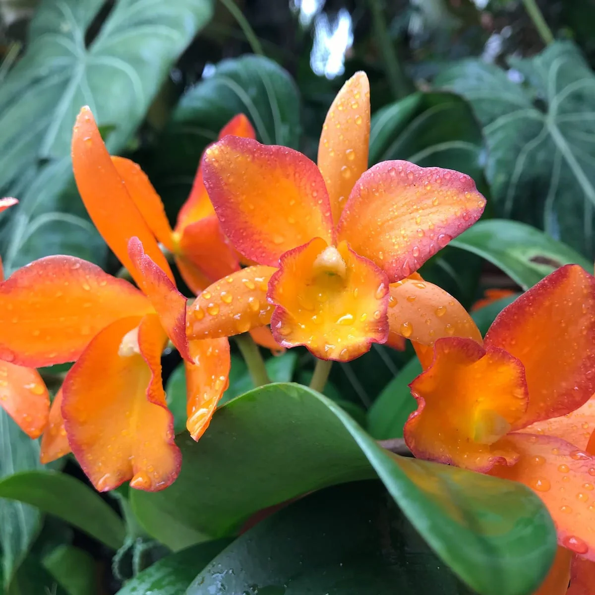 Rth. Fuchs Orange Nugget 'Golden Orange’