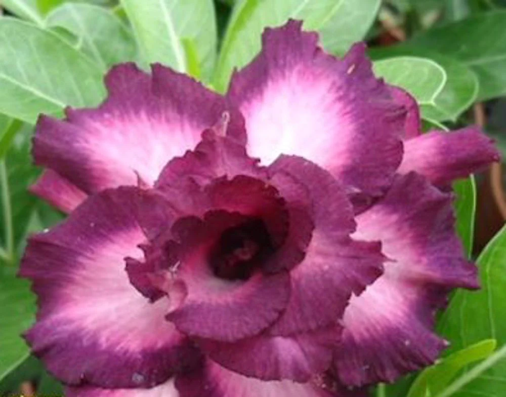 Adenium Obesum 'Sapphire’