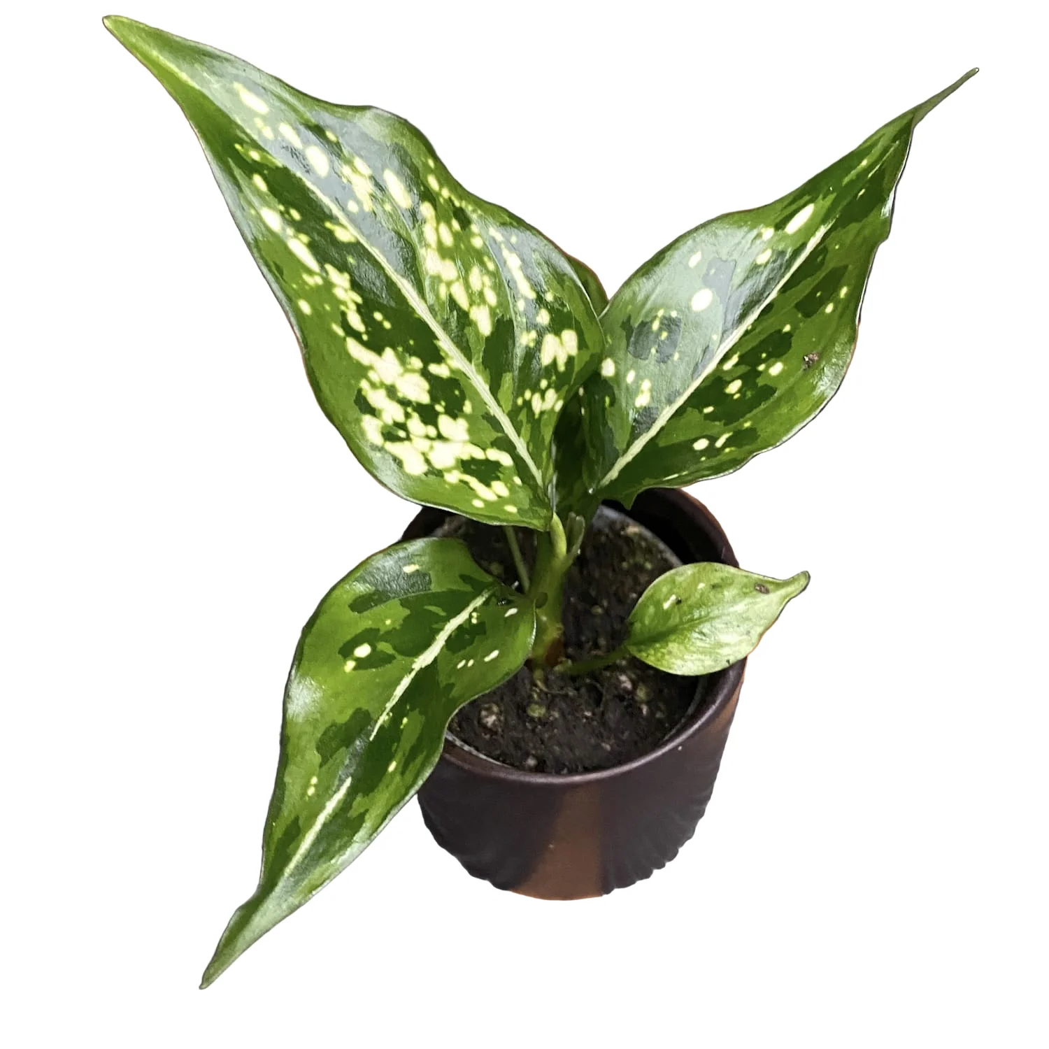 Aglaonema 'Snow white’ * babyplant