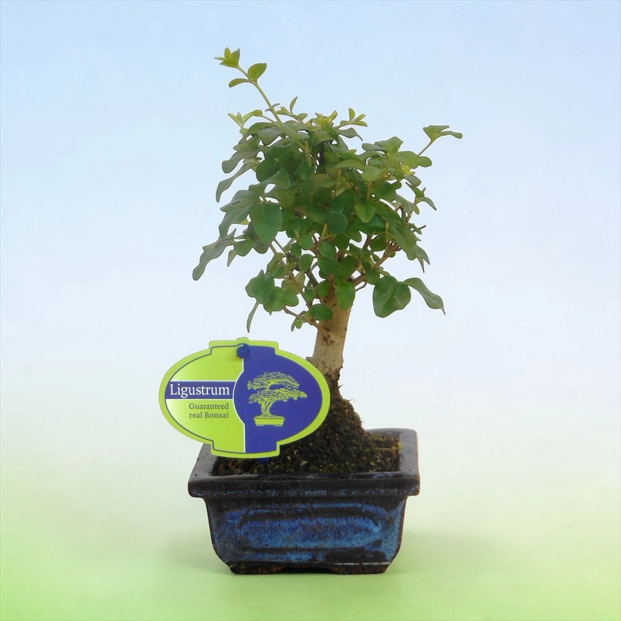 Bonsai Ligustrum (bonsai pentru incepatori)