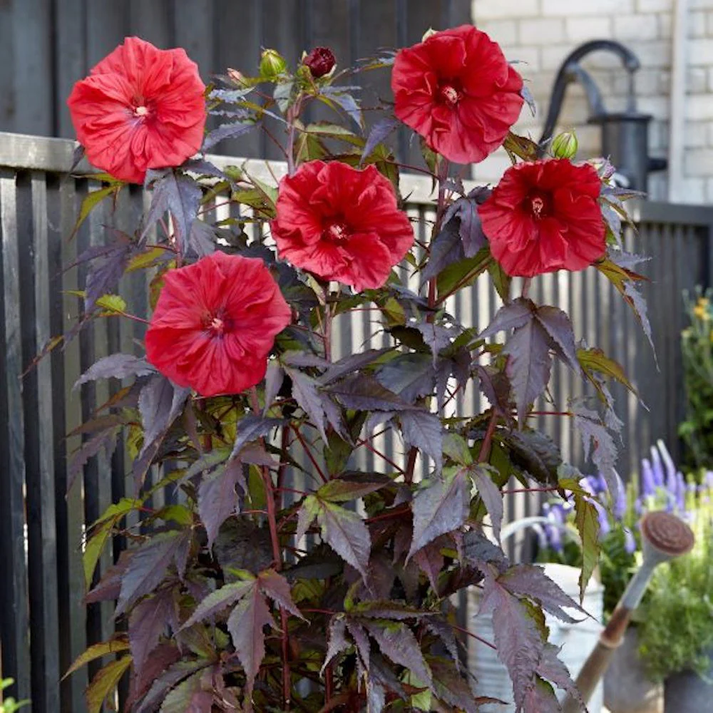 Hibiscus moscheutos Carousel ‘Geant Red’ – hibiscus de gradina cu flori rosii gigantice