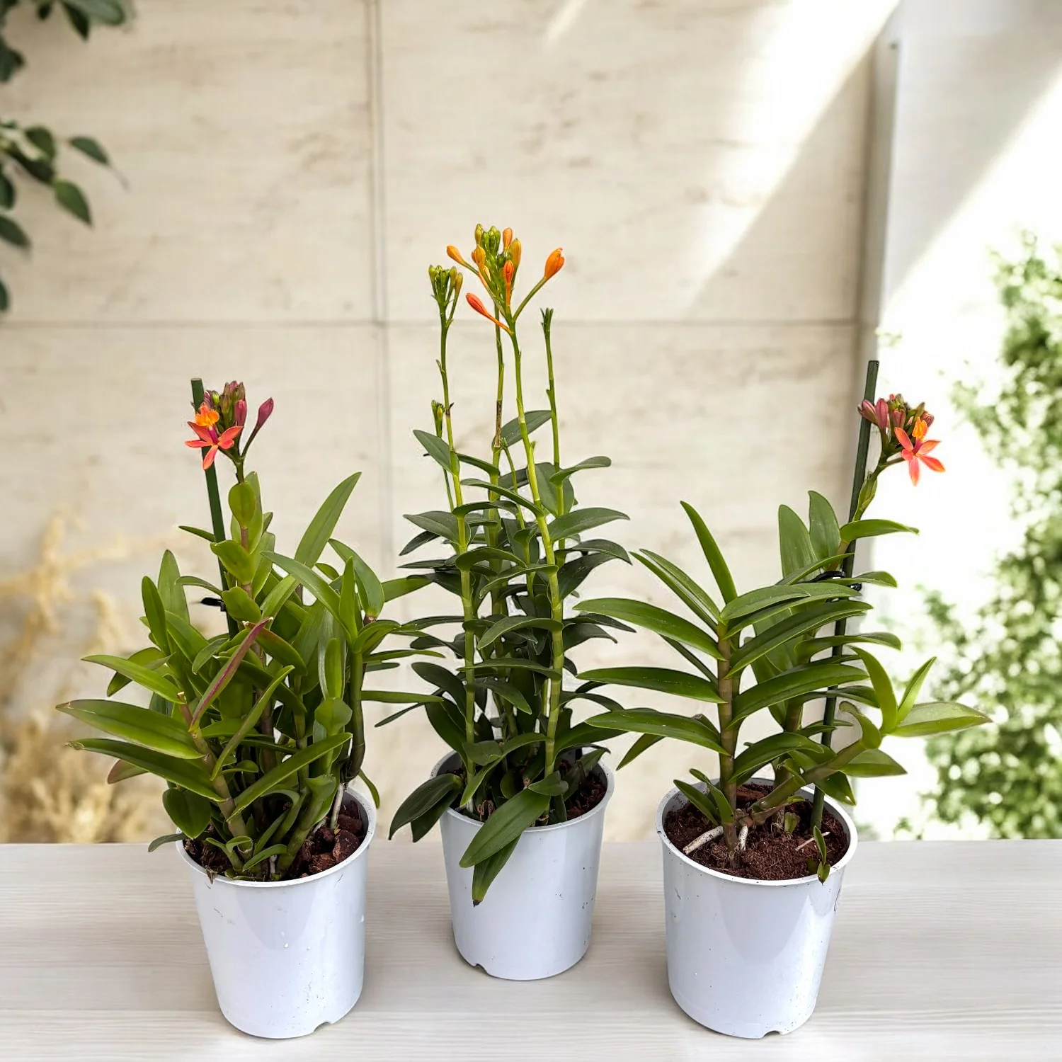 Epidendrum radicans 'Orange’ – exemplare bogate