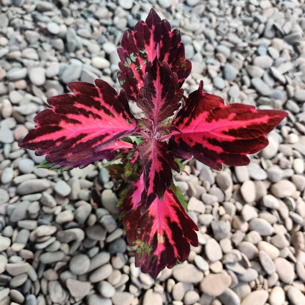 Coleus 'Stained Glassworks Royalty’ * babyplant