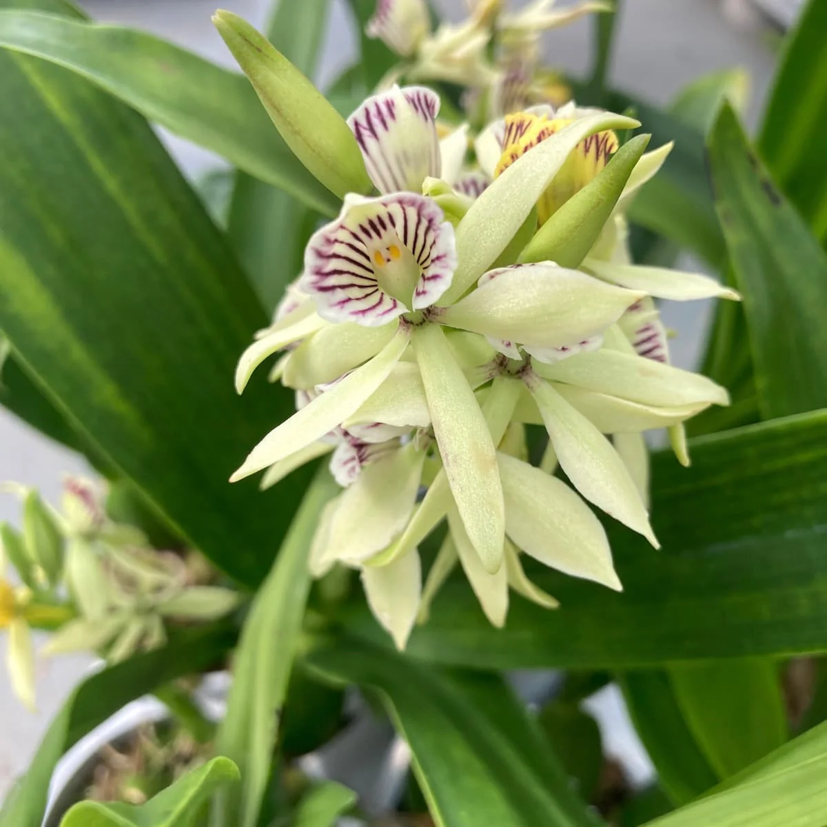 Prosthechea (Encyclia) radiata-fragrans – frunze variegate