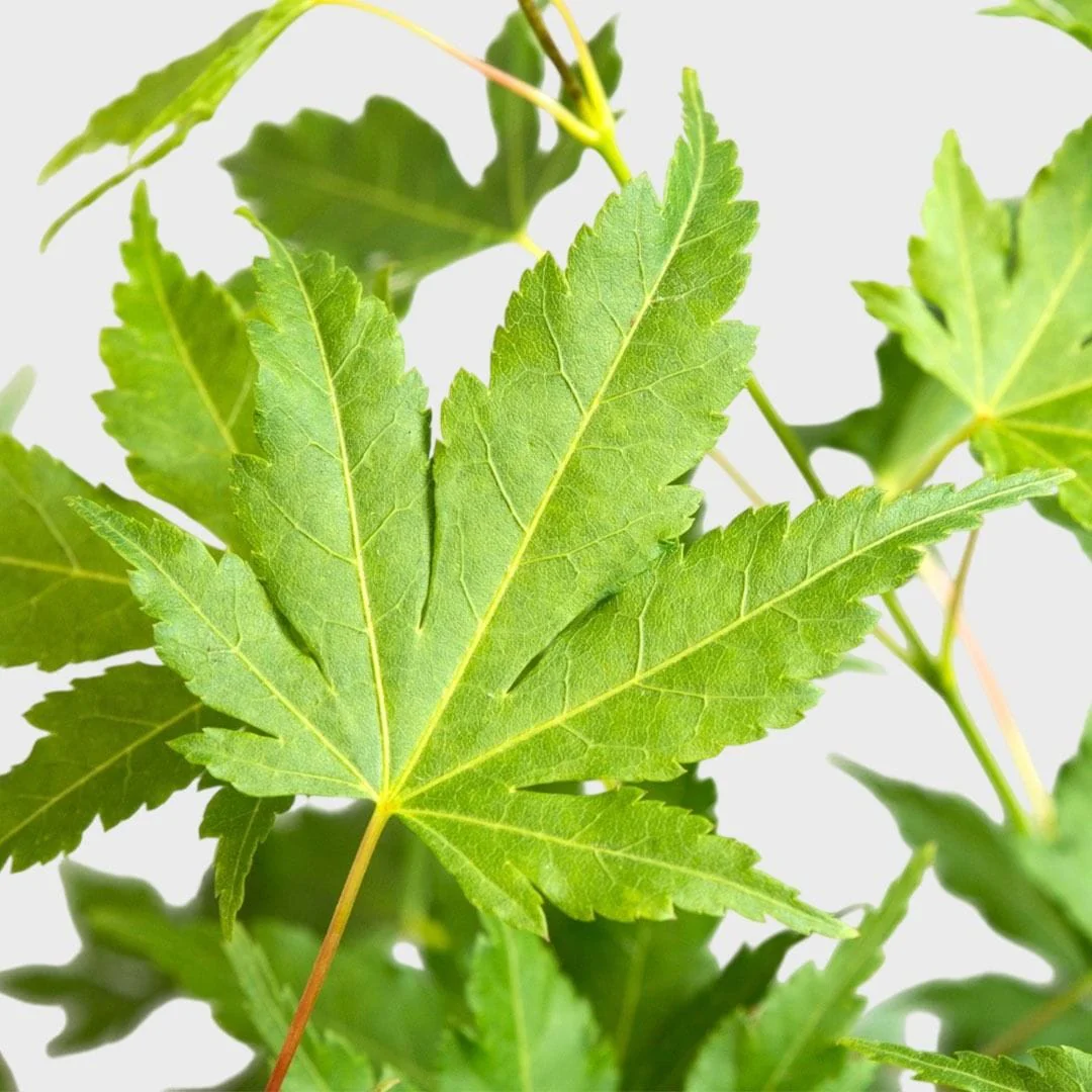 Acer palmatum 'Going Green’ (artar japonez)