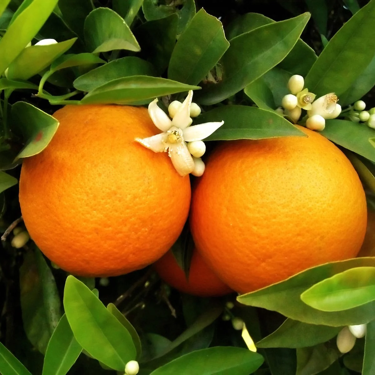 Citrus sinensis ‘Orangin’ (Fructicos orange) – exemplare tinere