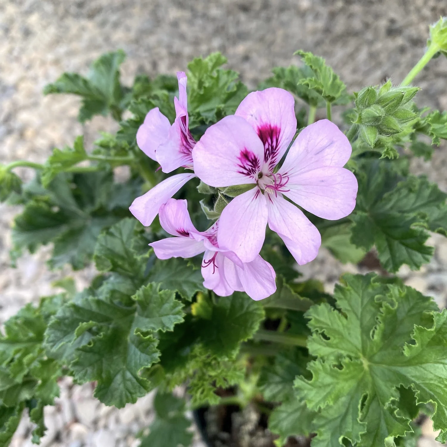 Muscate parfumate – Scented Geranium ‘Isko Ginger’(parfum de ghimbir)