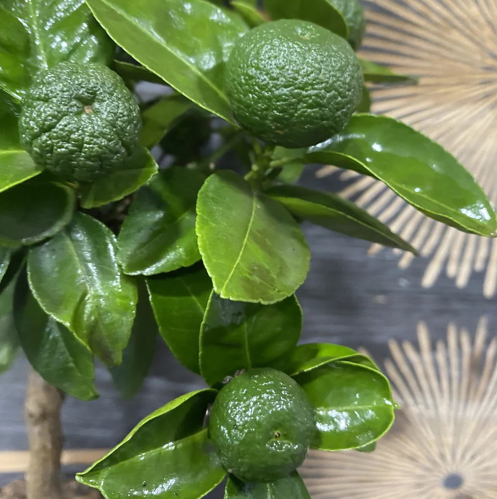 Sweet lime (Citrus limetta pursha Larissa)