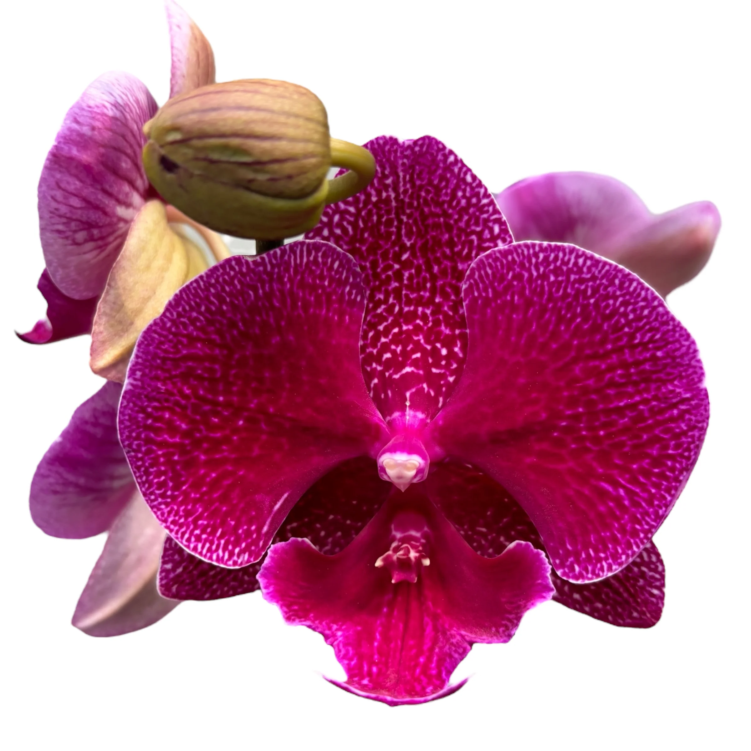 Phalaenopsis Tying Shin Galaxy (Zoja NL)- big lip