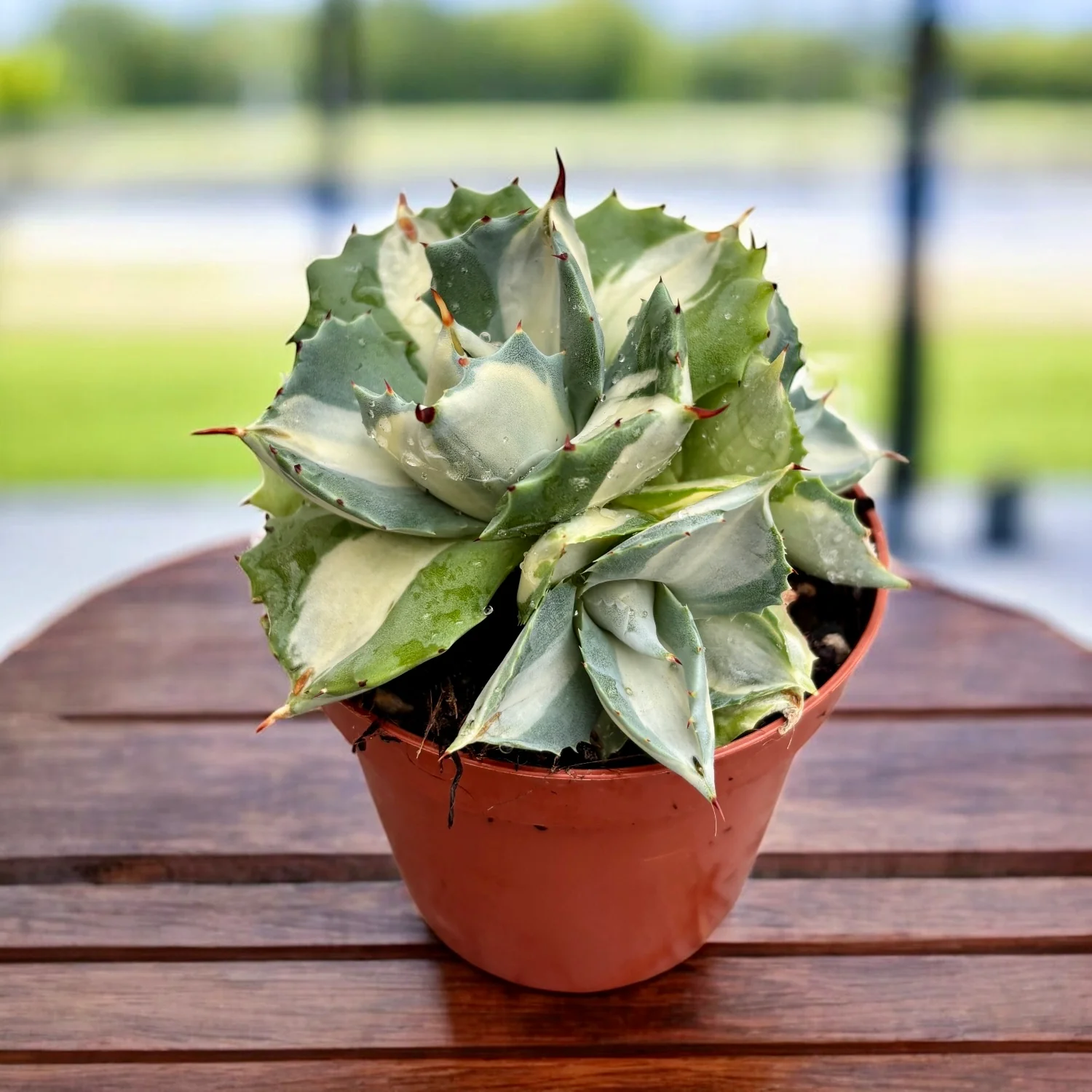 Agave potatorum ‘Ouhi-Raijin’ variegata – agava compacta cu frunzis artistic variegat