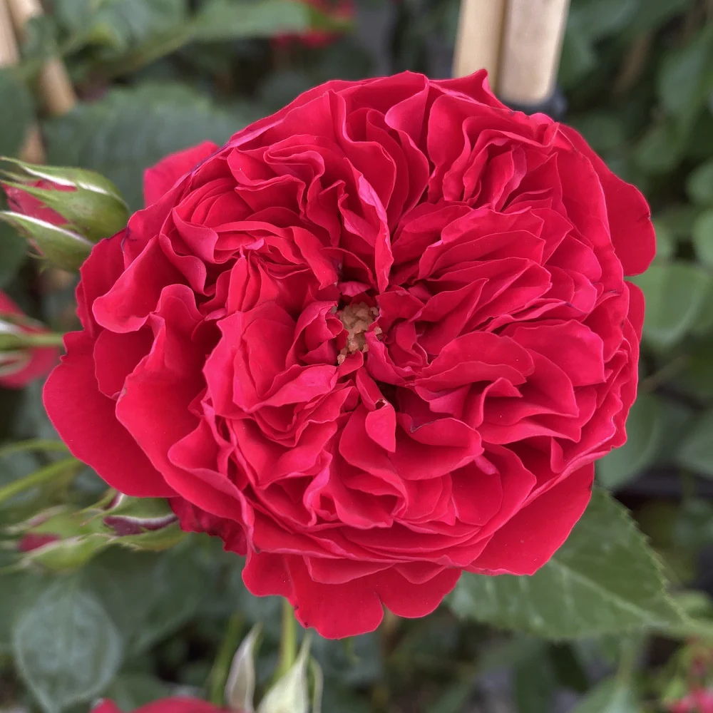 Rosa ‘Florentina’® – Trandafir floribunda, catarator, parfumat