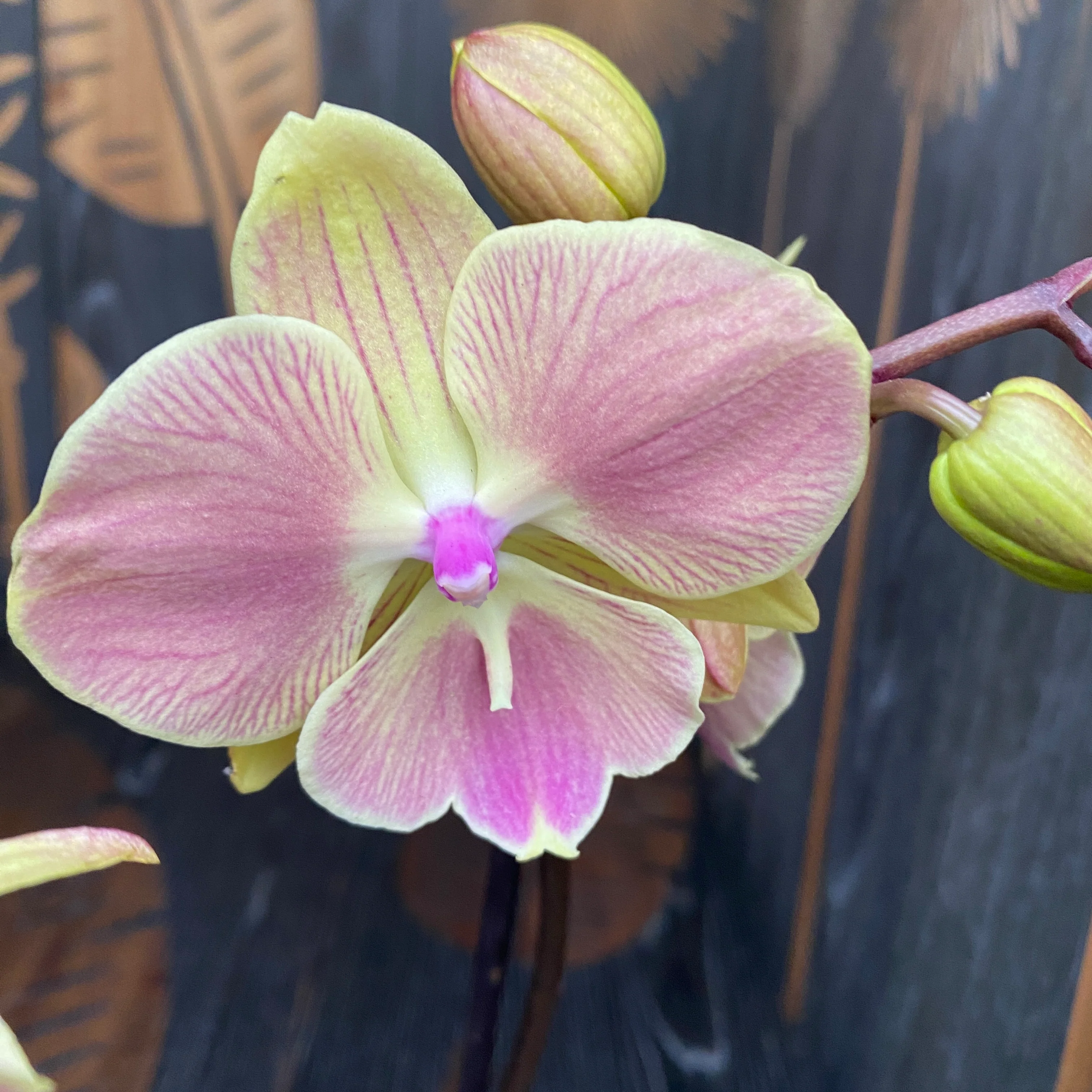 Phalaenopsis 'Limited #21’ big lip