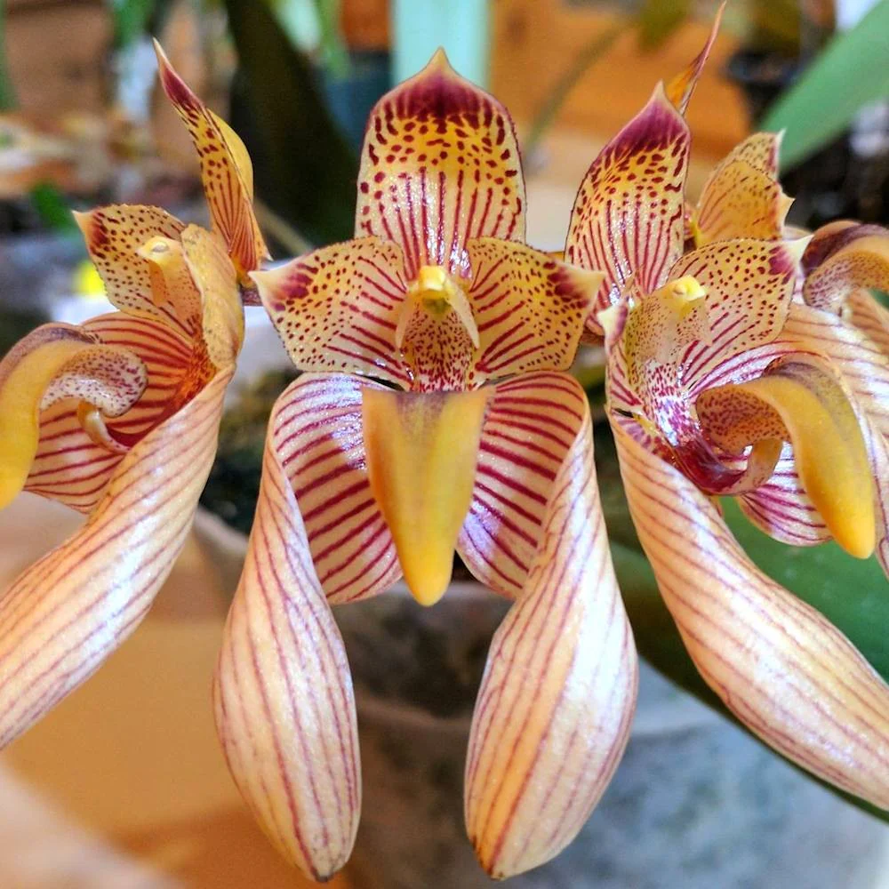 Bulbophyllum Bicolor