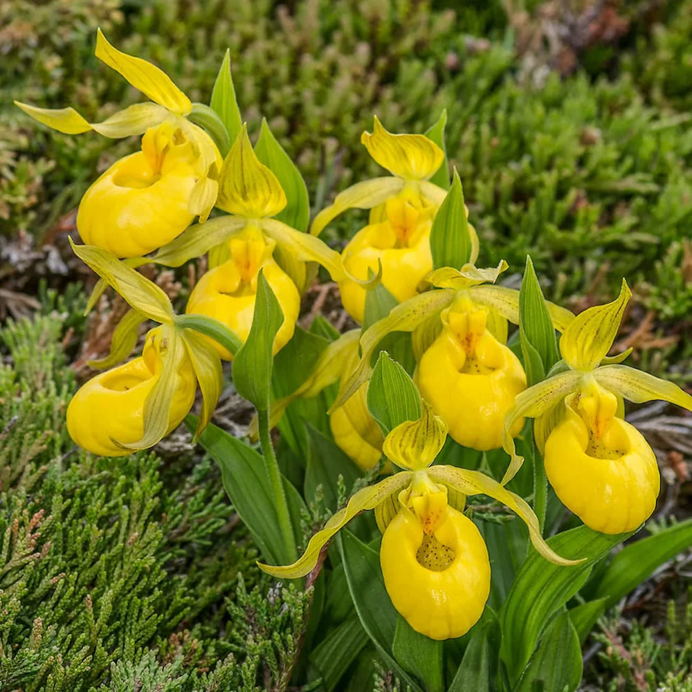 Cypripedium yellow – Cypripedium parviflorum var. pubescens (orhidee de gradina)
