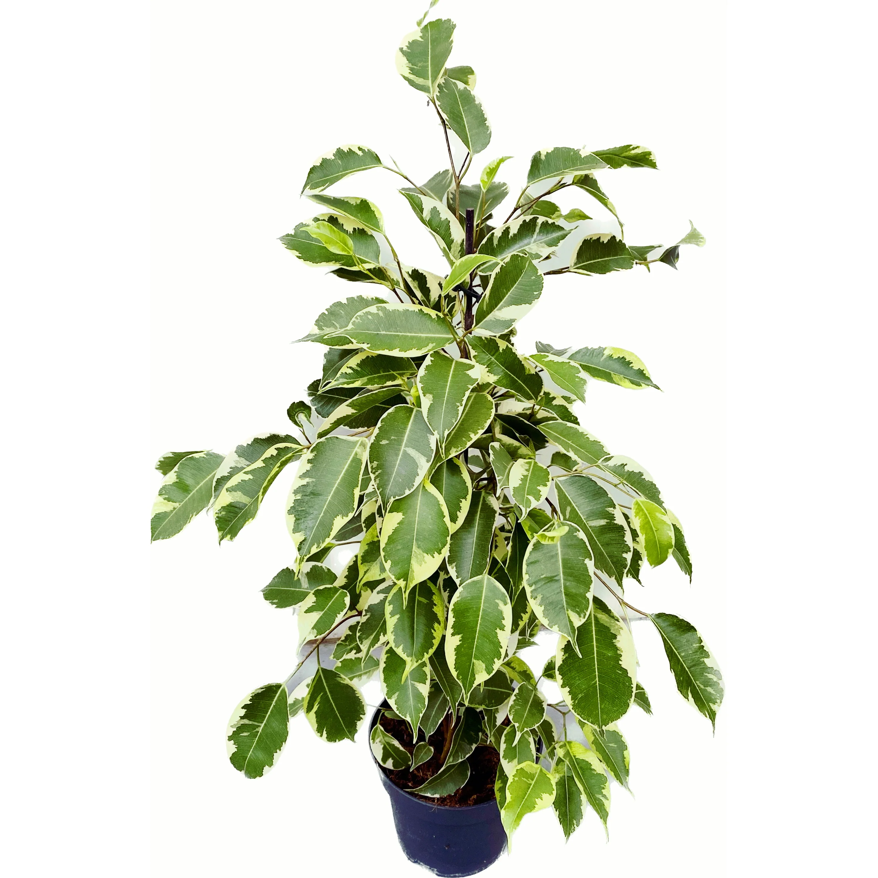 Ficus benjamina Samantha – 2 plante/ghiveci
