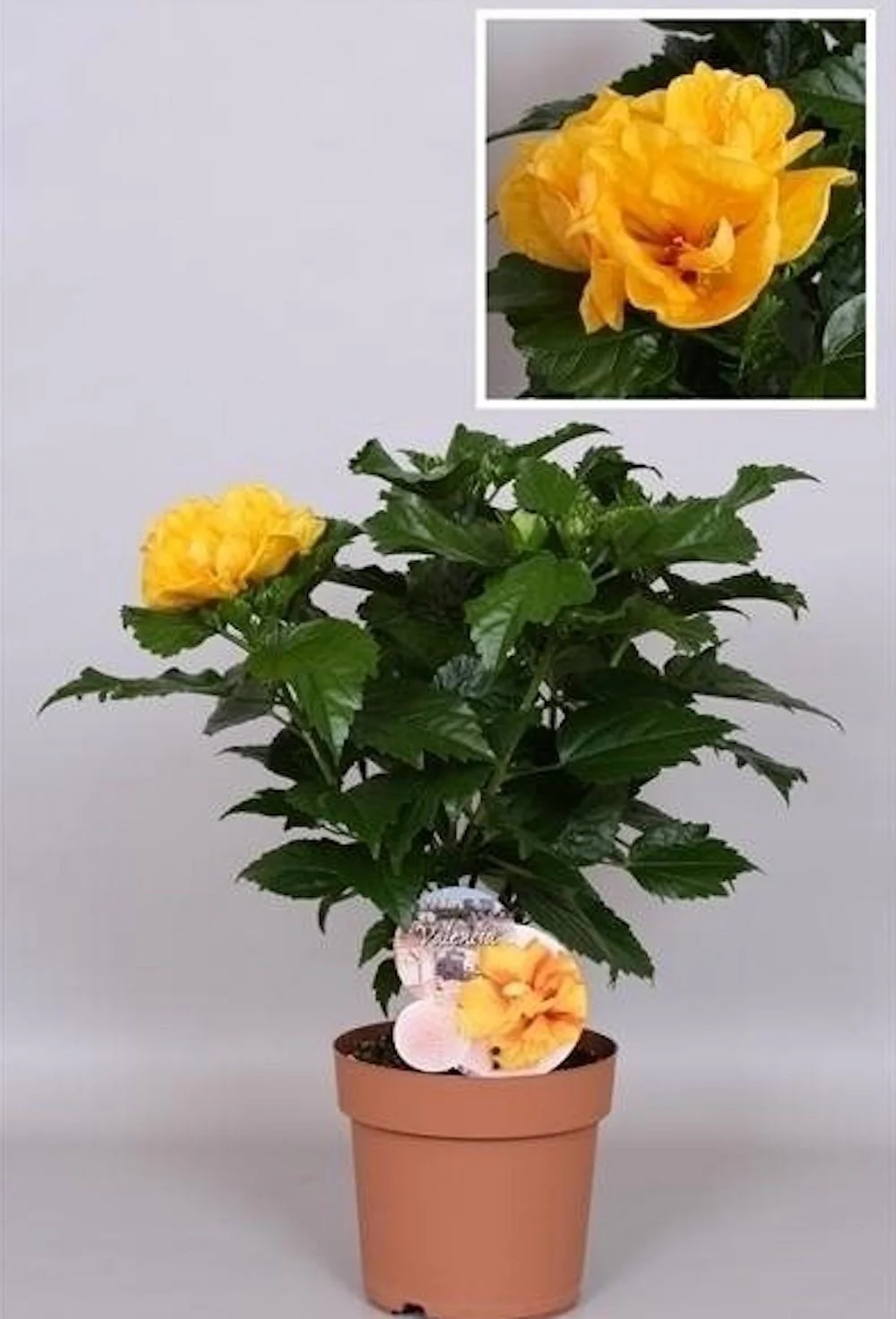 Hibiscus Sunny Valencia – Trandafir japonez galben cu floare dubla