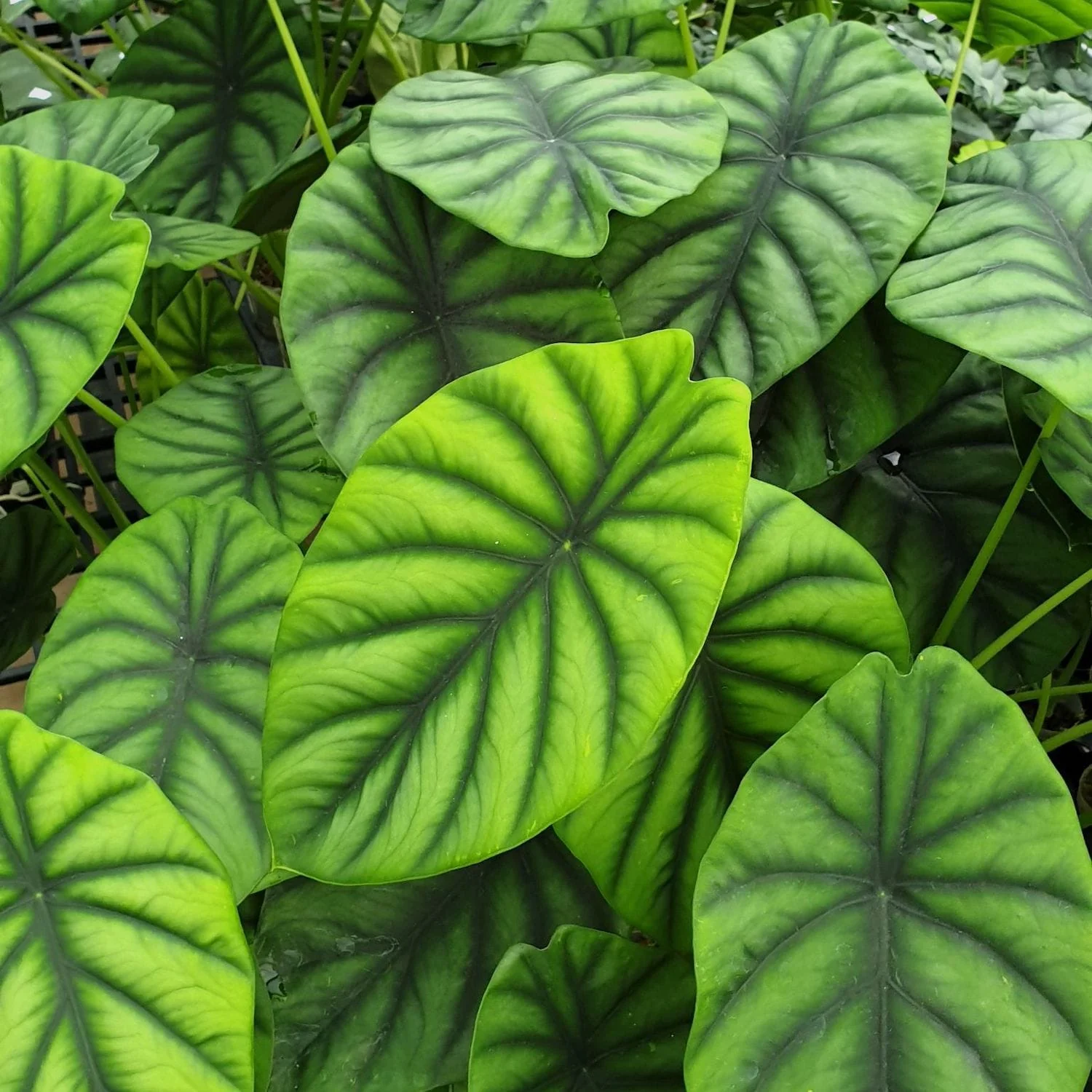 Alocasia clypeolata (Alocasia Green Shield)