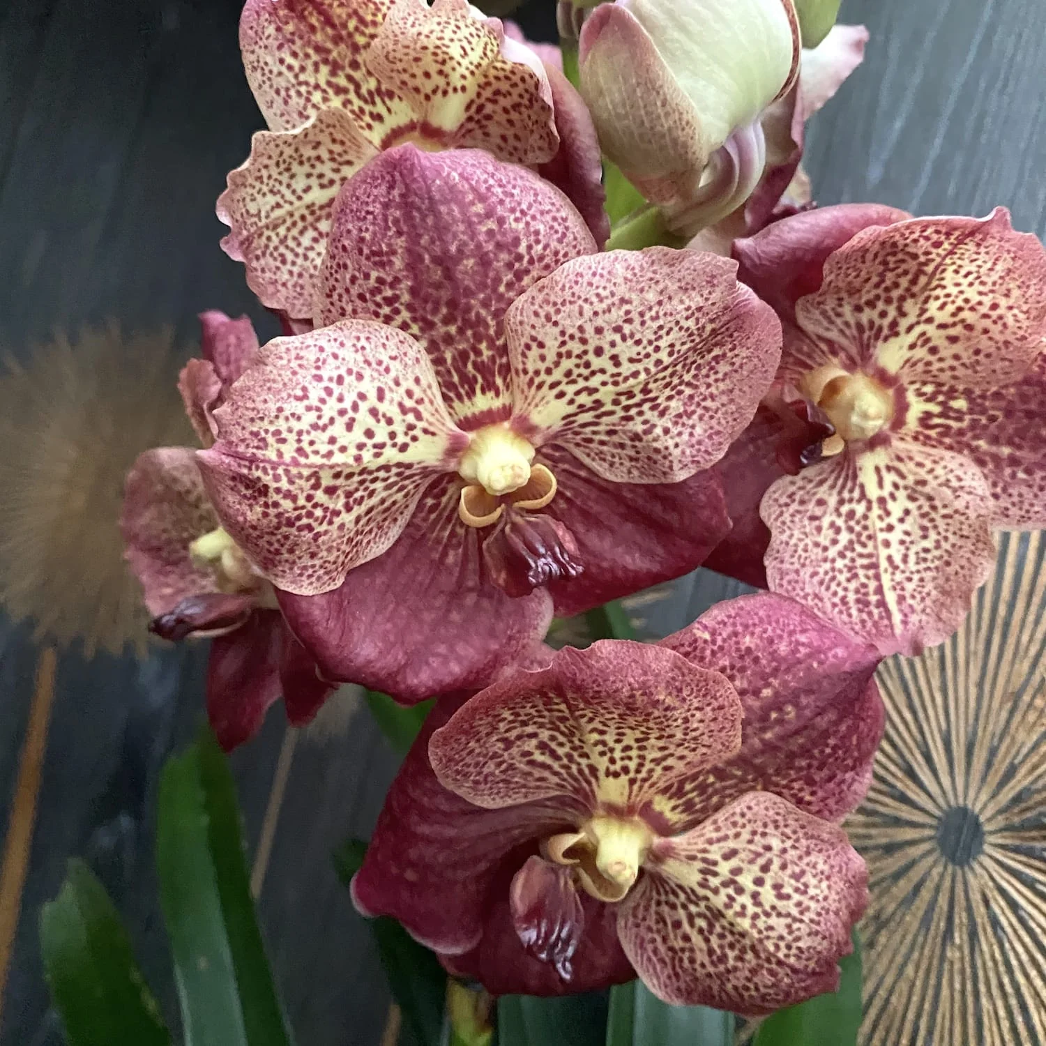 Vanda SUNANDA® Leopard Coral (Ansu) – exemplarul din poza