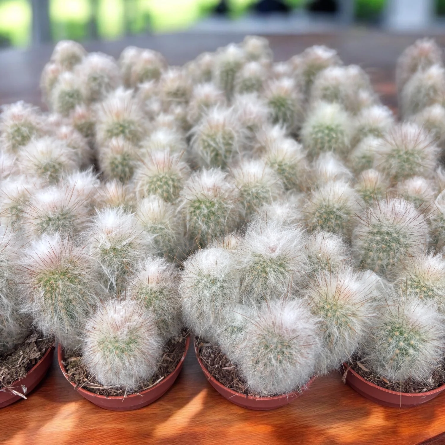 Cleistocactus strausii (Silver Torch) – cactus argintiu columnar