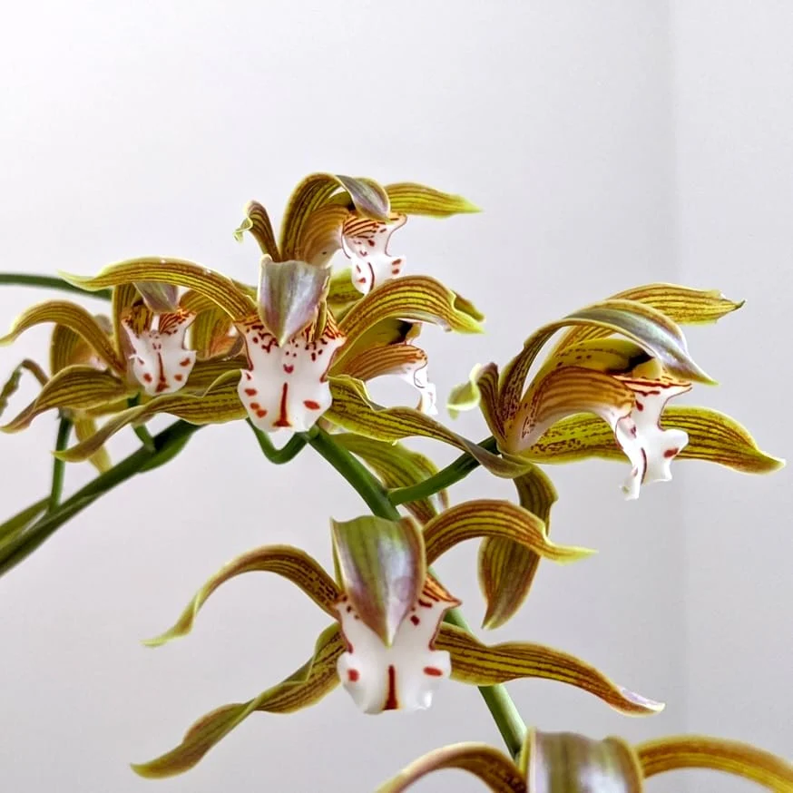 Cymbidium erythraeum – parfumat