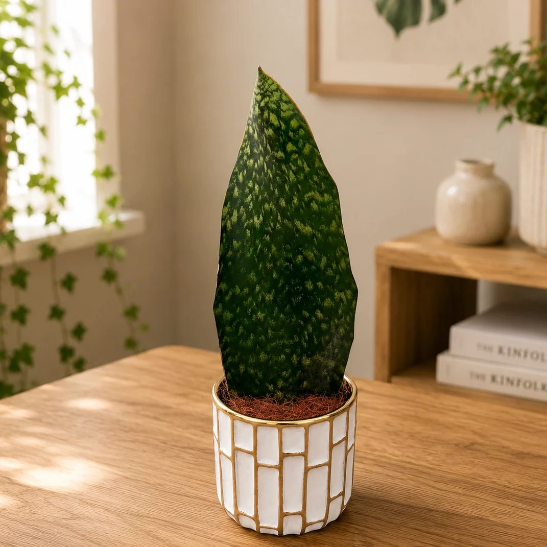 Sansevieria masoniana (Whale Fin Snake Plant)