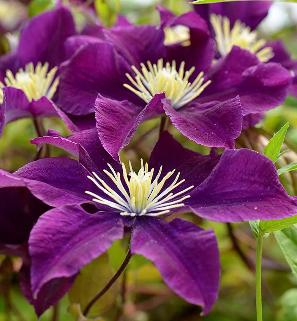 Clematite – Clematis Warszawska Nike