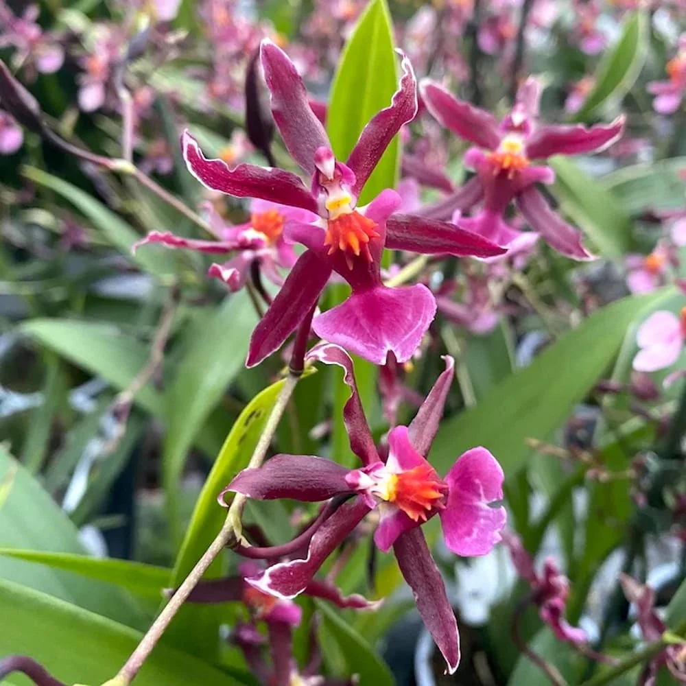Oncidium Katrin Zoch 'Mieke’ D9 (parfum dulce vanilie)