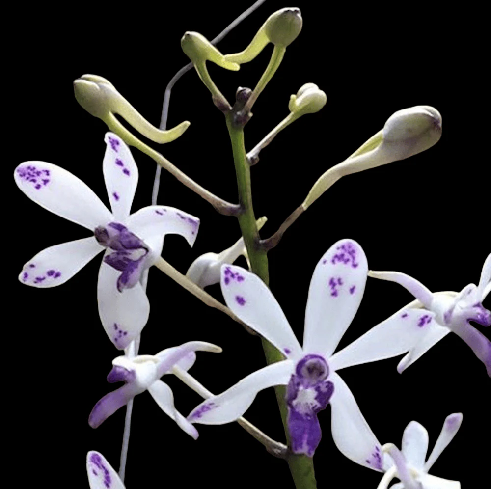 Vandachostylis TSS Taiwan Gandharva 'Blue Dot’ *parfumata