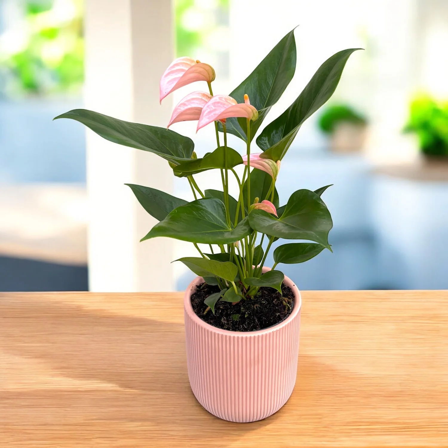 Anthurium ‘Joli Peach’ cu masca deco si sistem cu autoirigare, ingrijire usoara