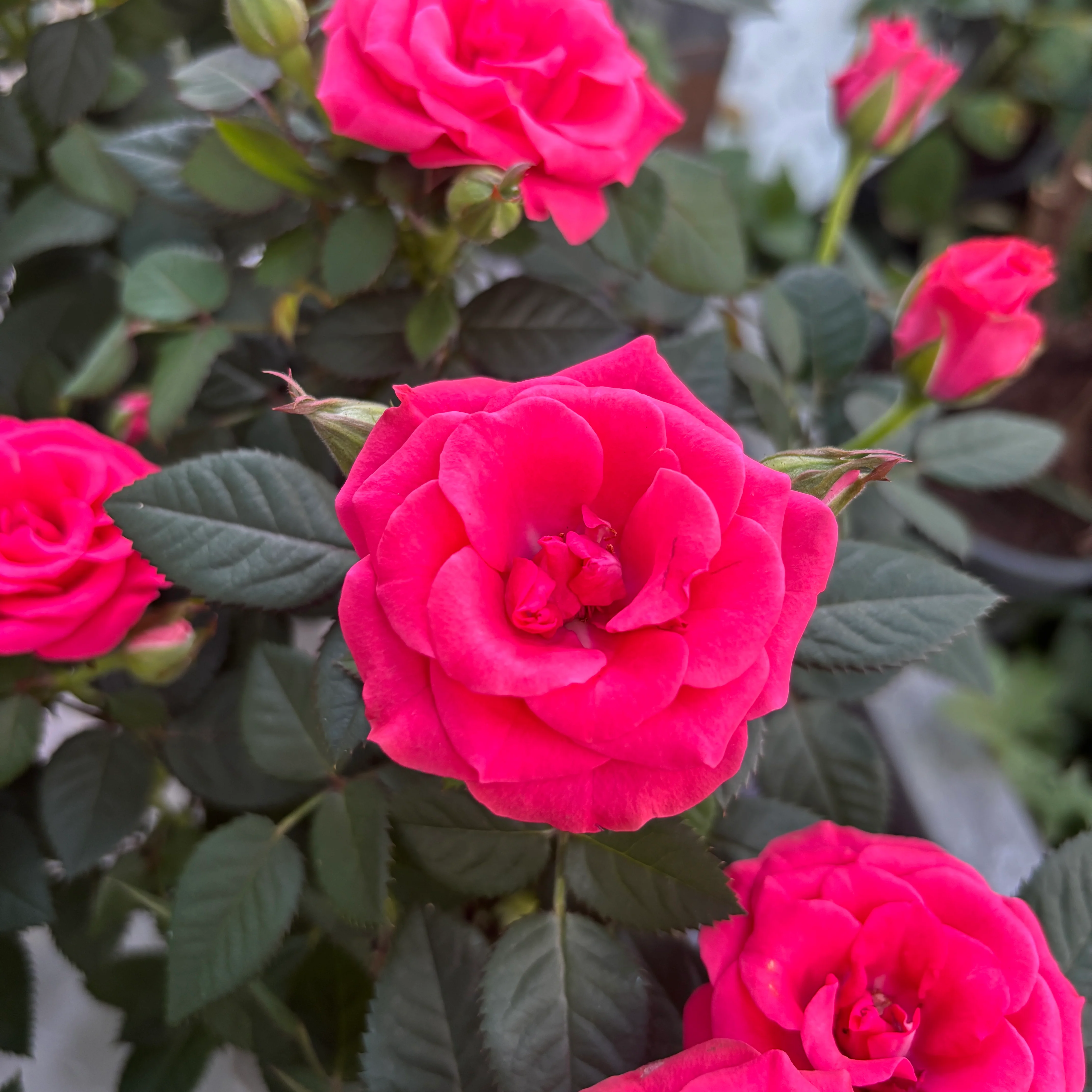 Trandafiri pitici roz de gradina – Rosa 'Favourite Dark Pink’ – flori mari parfumate 3pp