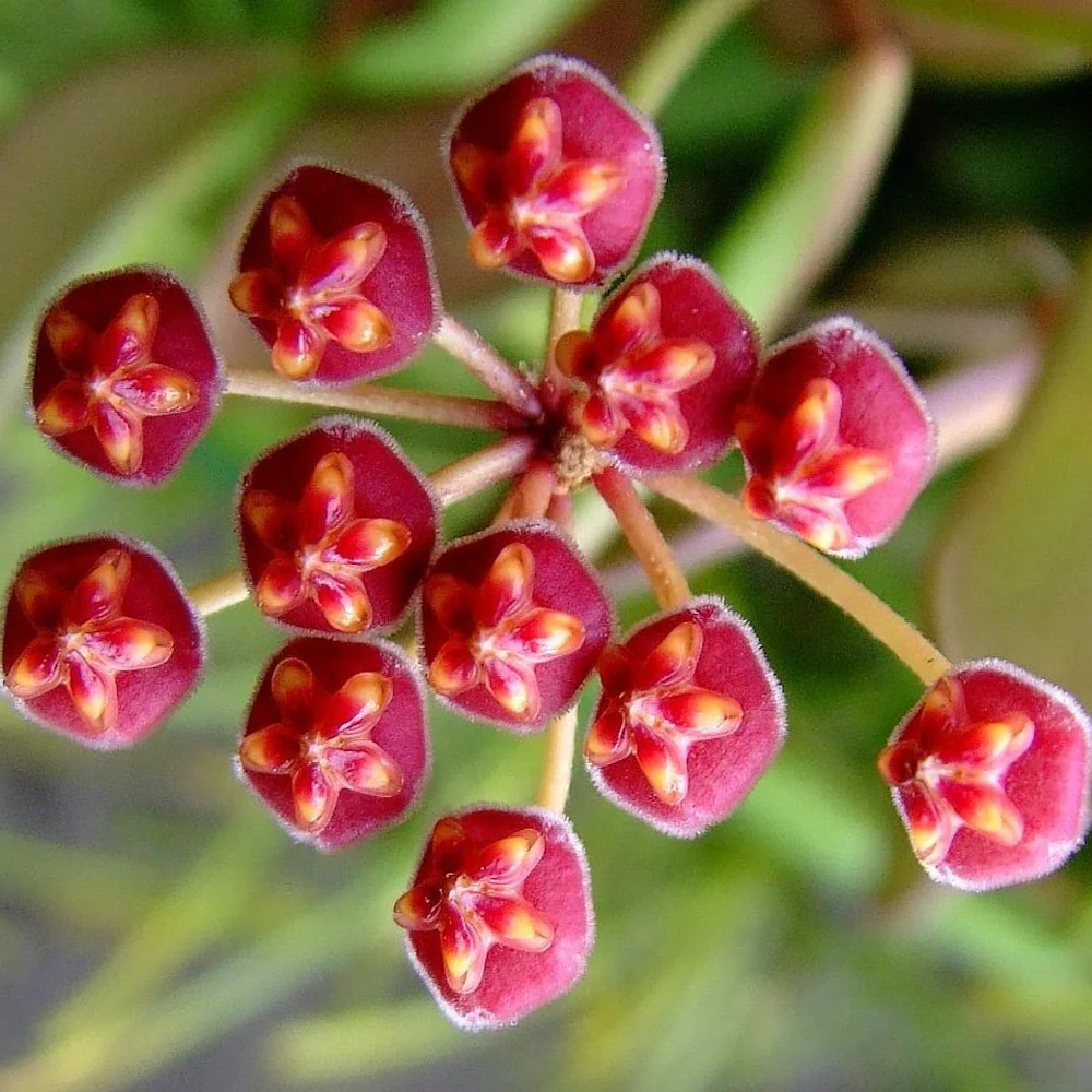 Hoya bilobata – parfumata