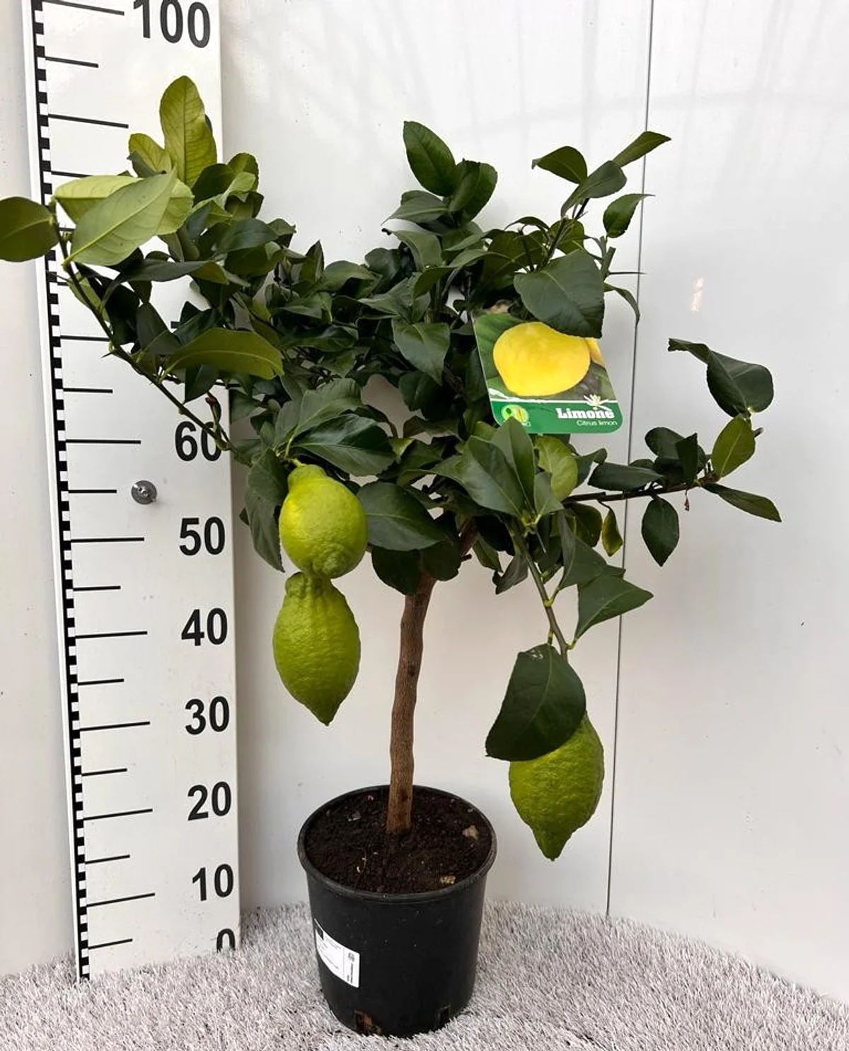 Lamai pe picior – Citrus lemon '4 Seasons’ H90 cm