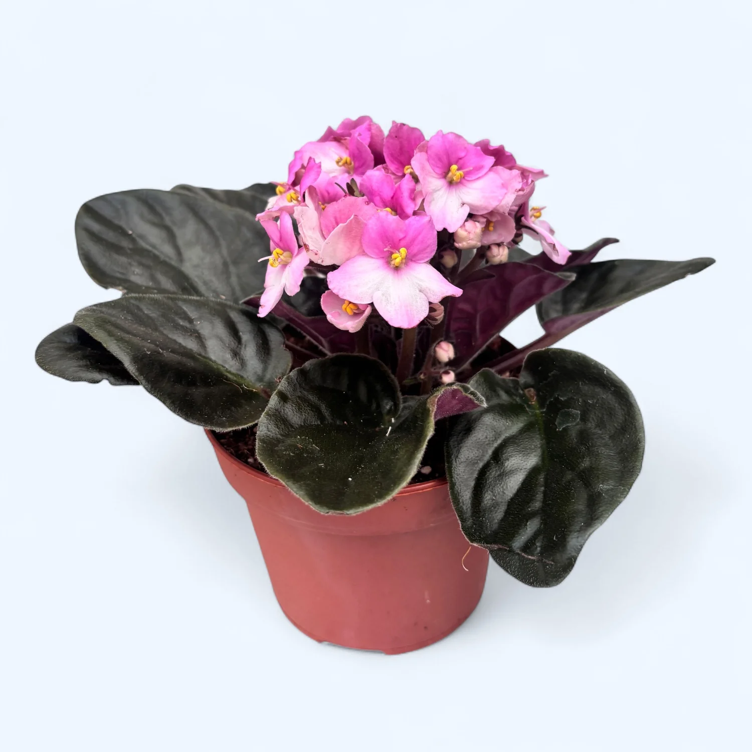 Saintpaulia Trendy Pink – violete bicolore