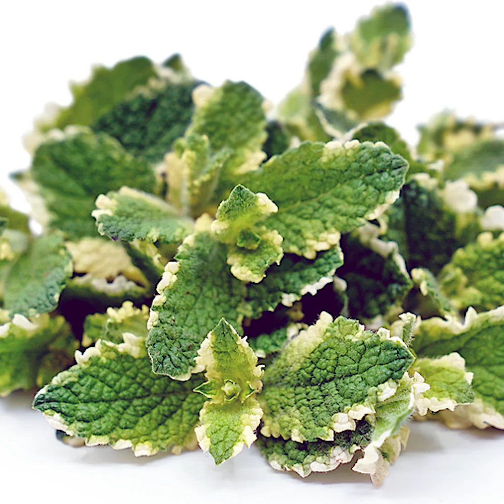 Menta ananas – Mentha suaveolens 'Variegata’