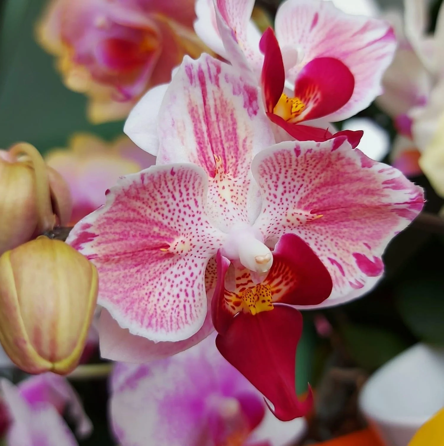 Phalaenopsis Little Gem Stripes peloric
