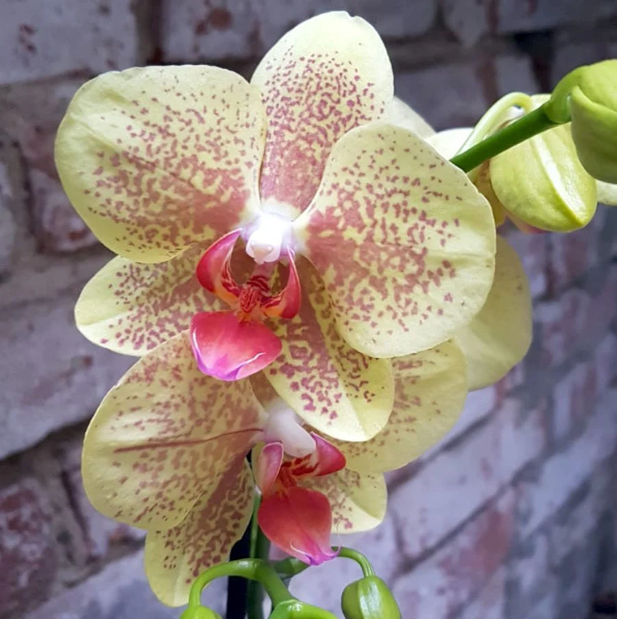 Phalaenopsis Pulsation