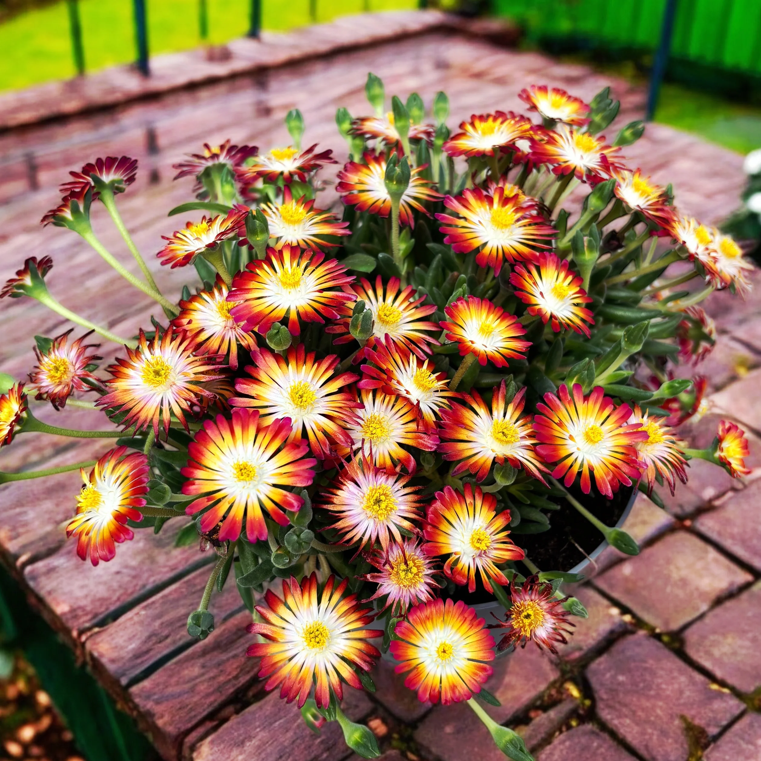 Delosperma Lido 'Orange with Eye’ (floarea de gheata)