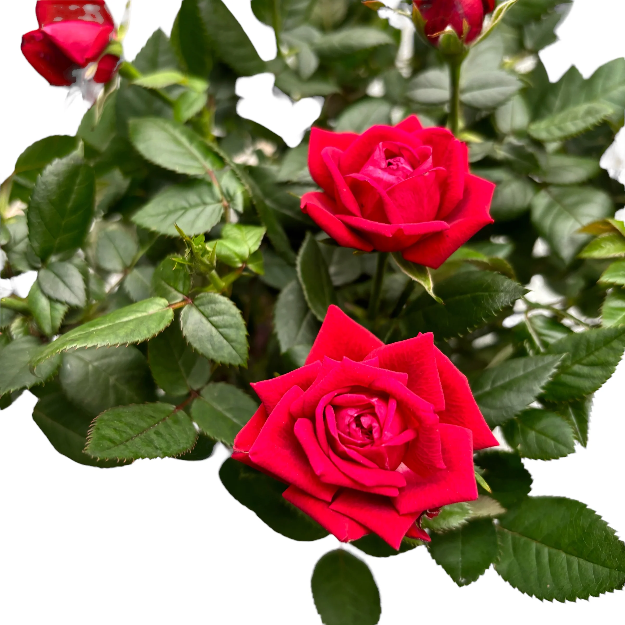 Trandafiri pitici rosii de gradina – Rosa 'Kiss Kordana’ (3 plante/ghiveci)