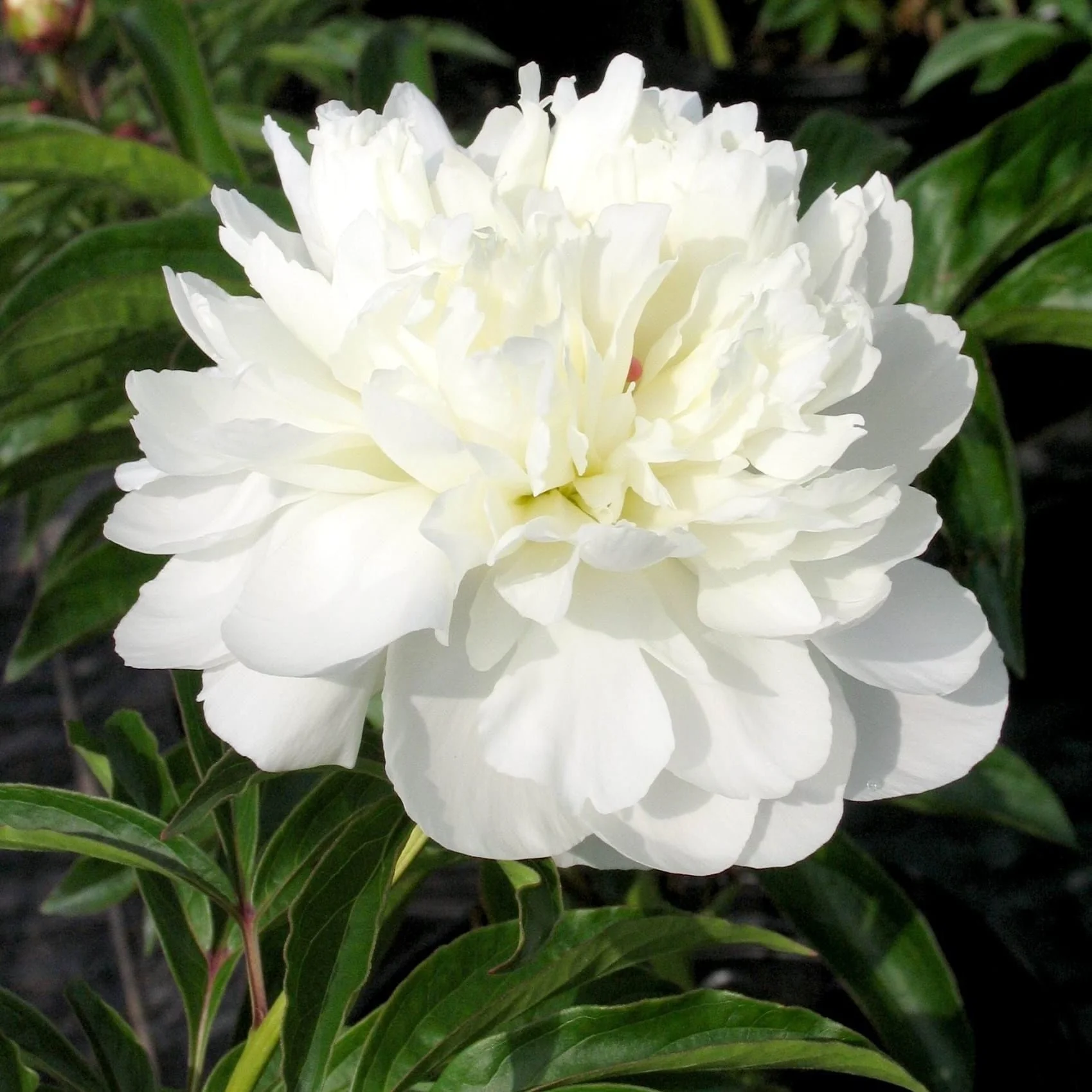 Bujori de gradina parfumati – Paeonia lactiflora 'Duchesse de Nemours’