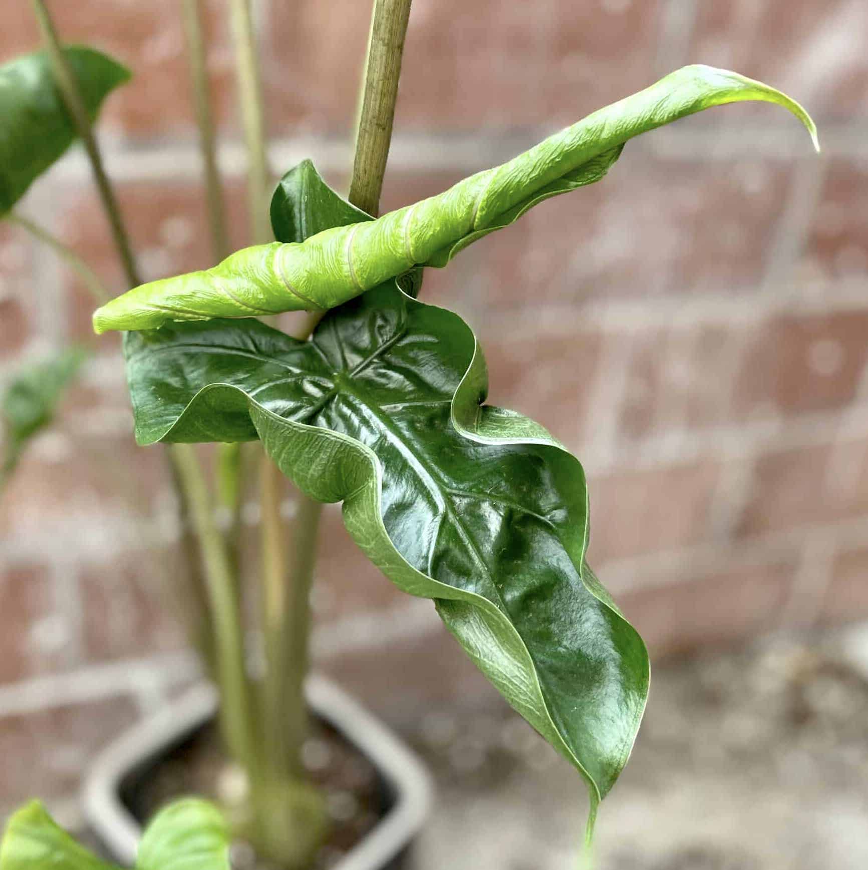 Alocasia 'Dragon Tail’