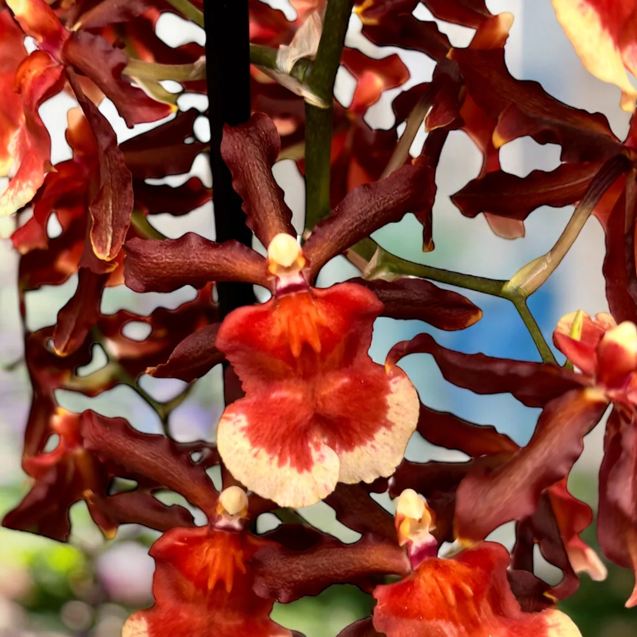 Colmanara Tamiya – parfumata
