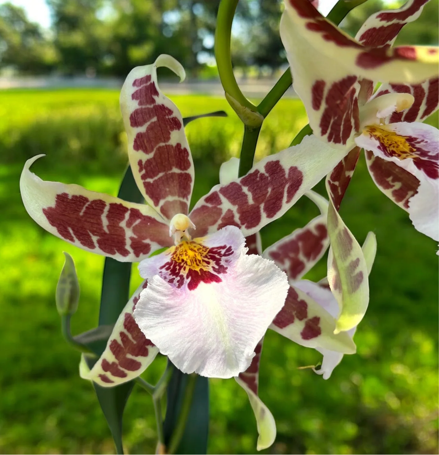 Aliceara Renaissance 'White’ – parfumata