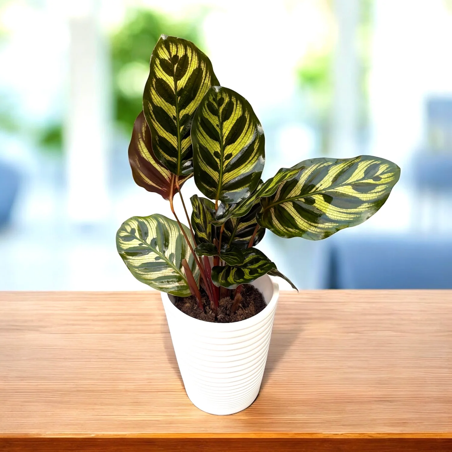 Calathea makoyana – planta paun cu frunzis spectaculos pictat