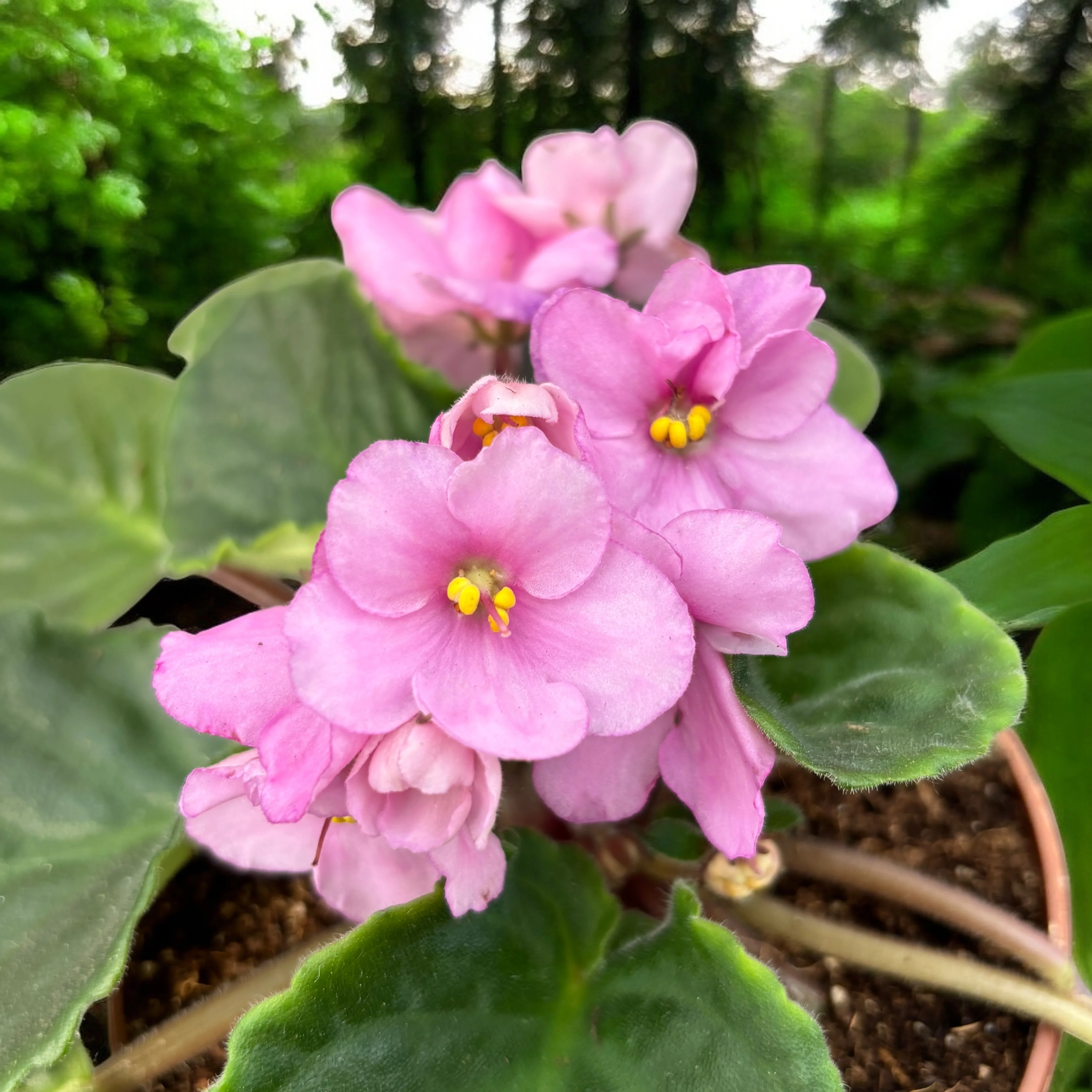 Violete roz – Saintpaulia Inova Spectra Eline