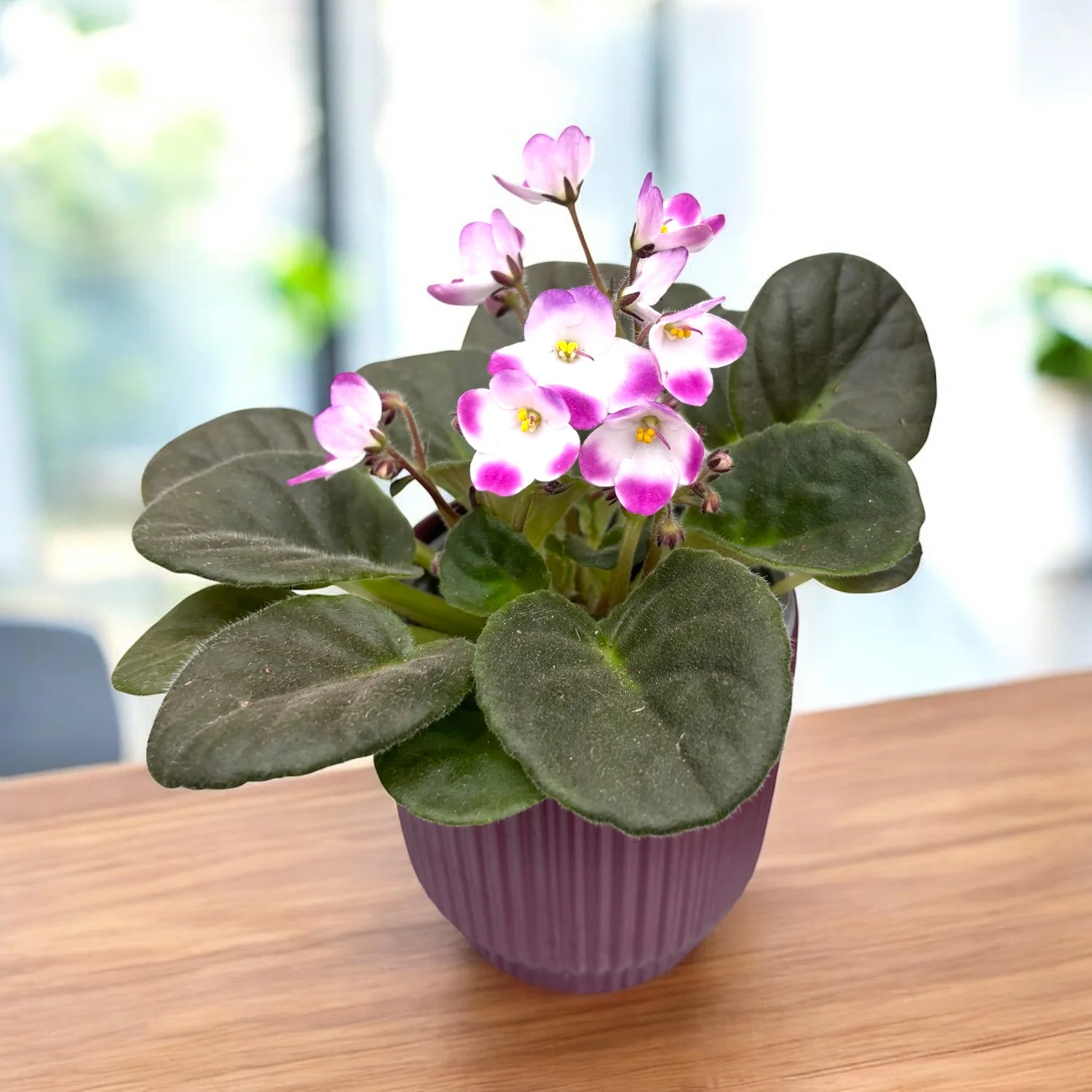 Saintpaulia Radiant Glow – violete africane bicolore