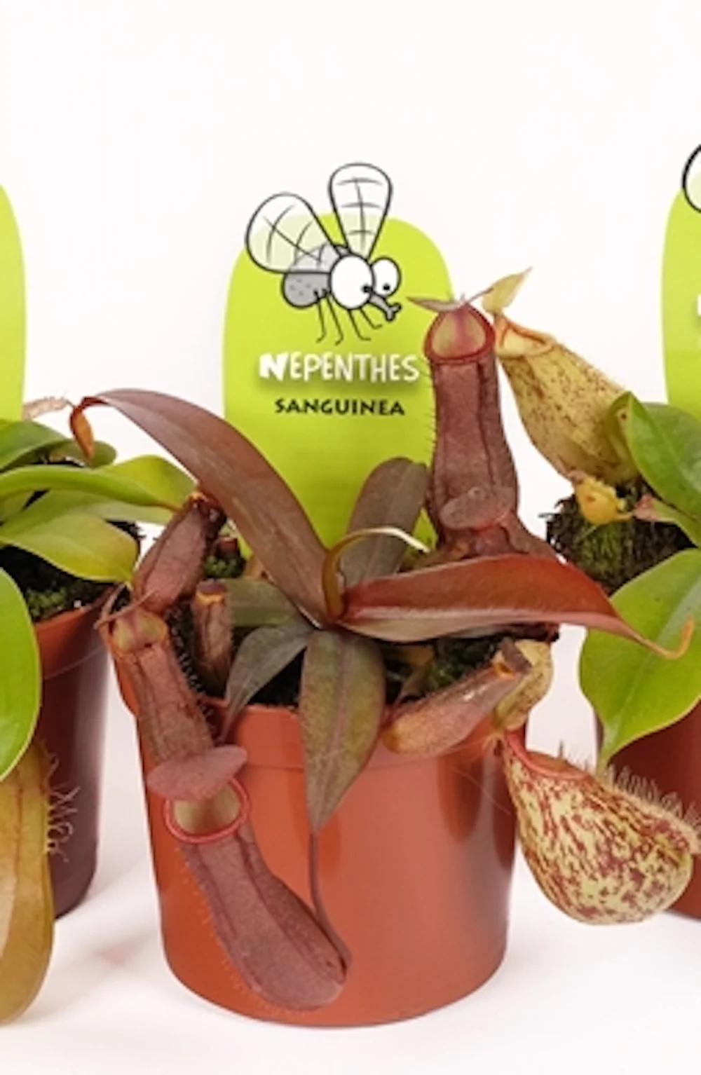 Nepenthes Sanguinea mini – O planta carnivora spectaculoasa!