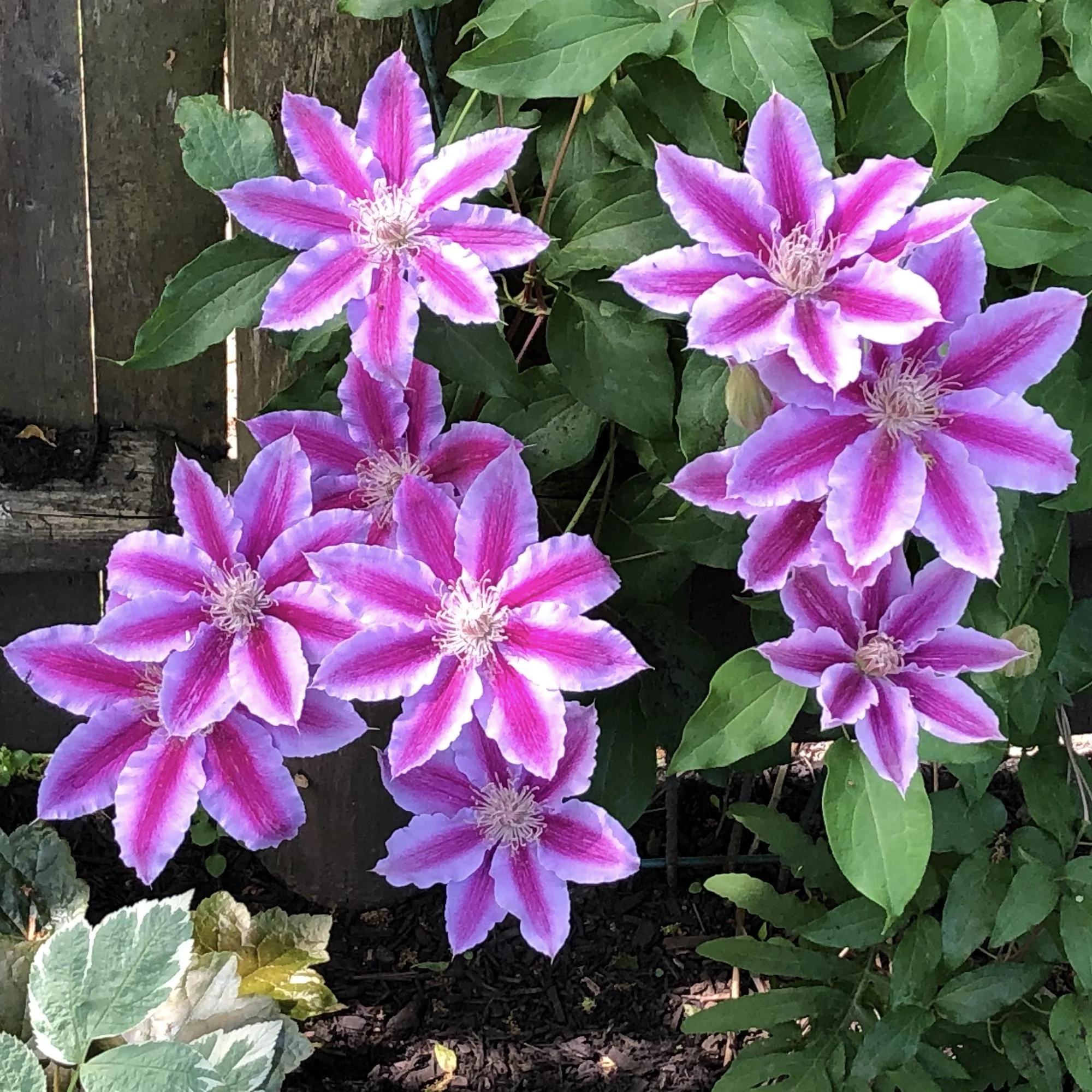 Clematite – Clematis 'Dr. Ruppel’