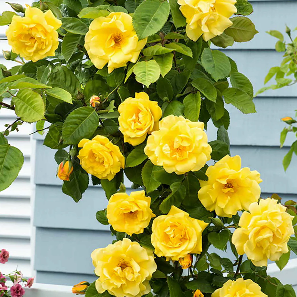 Rosa 'Golden Climber’® – Trandafir floribunda, catarator, parfumat