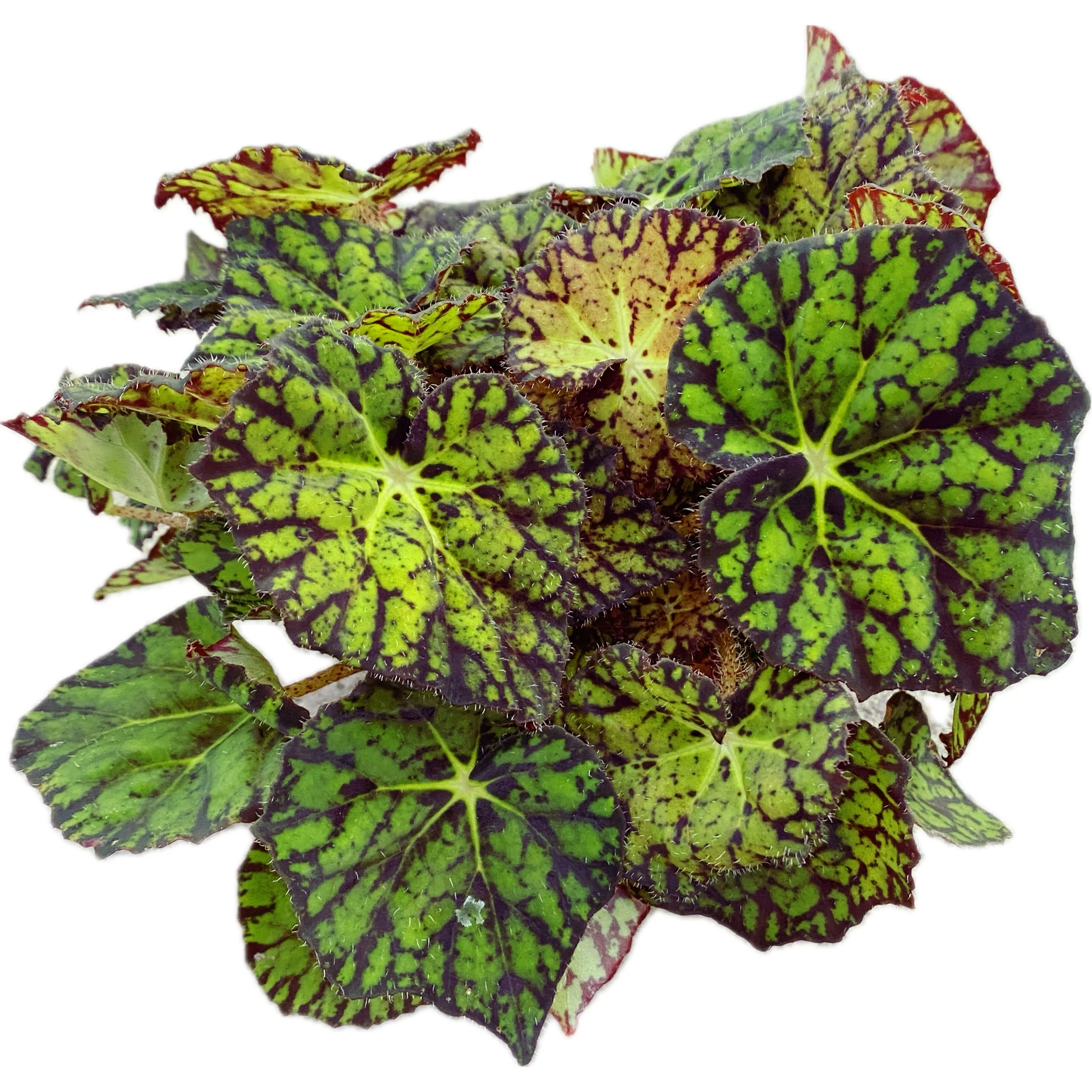 Begonia Samba
